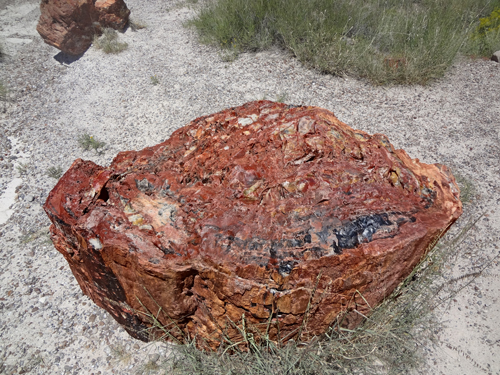 a peice of of heavily mineralized petrified wood on the Giant Logs Trail